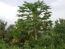 130.ppm