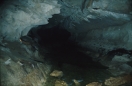 borneo_072.ppm