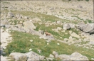 tatra-1988-1_015.ppm