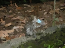painted with brush at size 36X9
