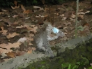 painted with brush at size 24X6
